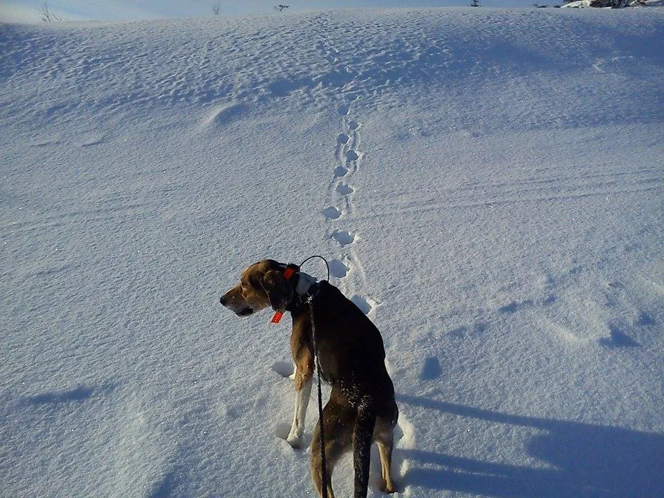 Dunkeren Ruff gaupesporing