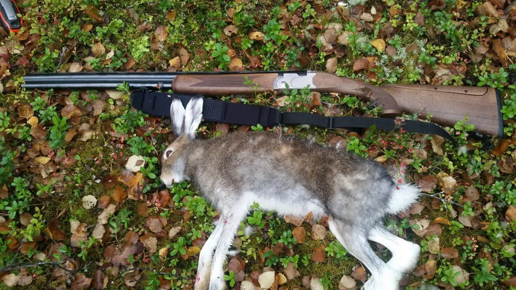 hare og hagle etter harejakt