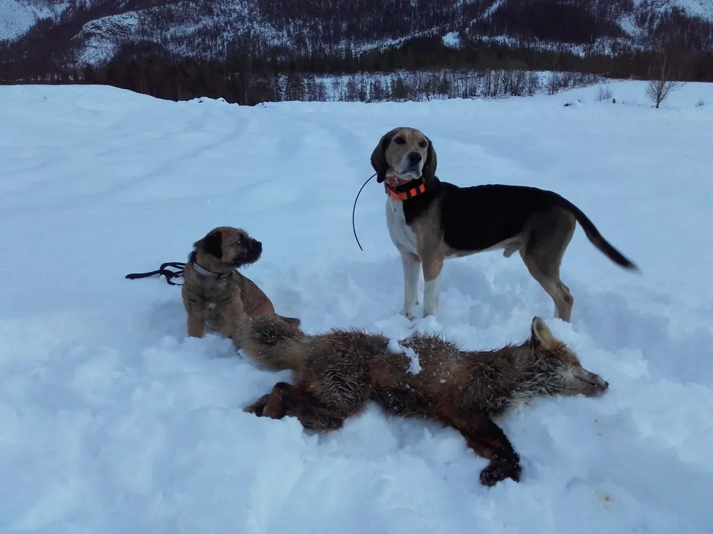 Dunker og Border terrier på revejakt