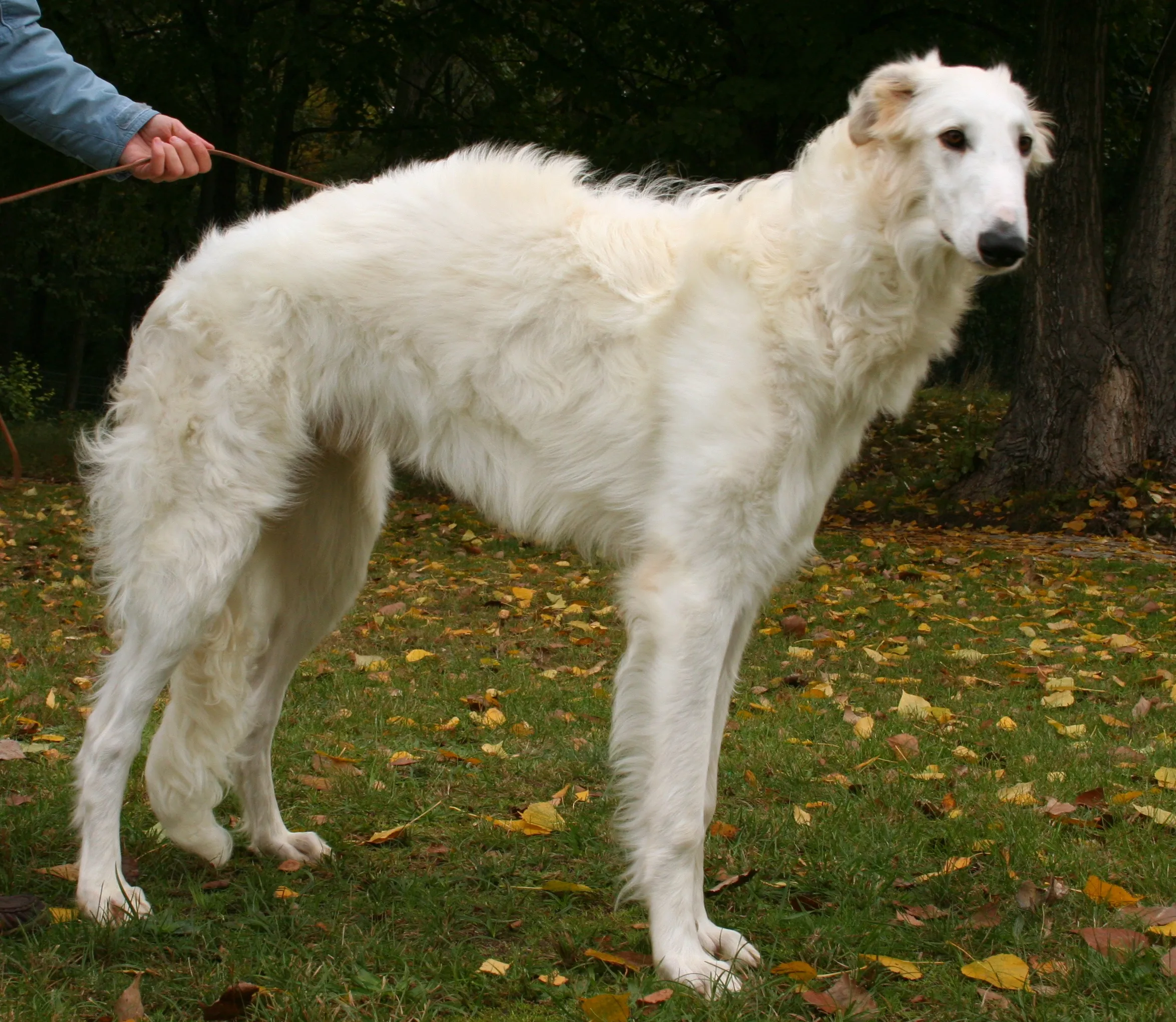 Borzoi - verdens raskeste jakt mynde