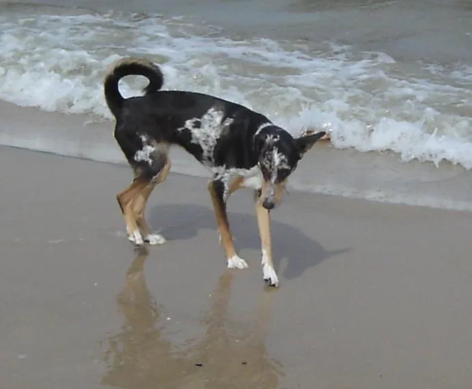 Collie og Whippet blanding