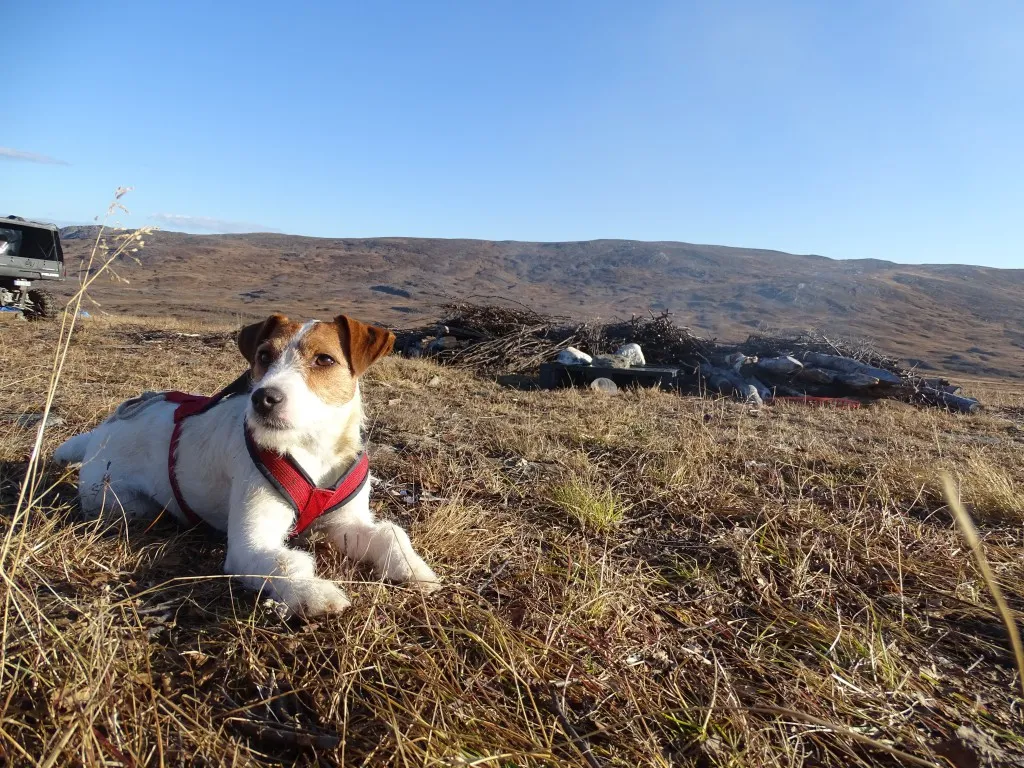 Yr på fjellet i Nord Troms