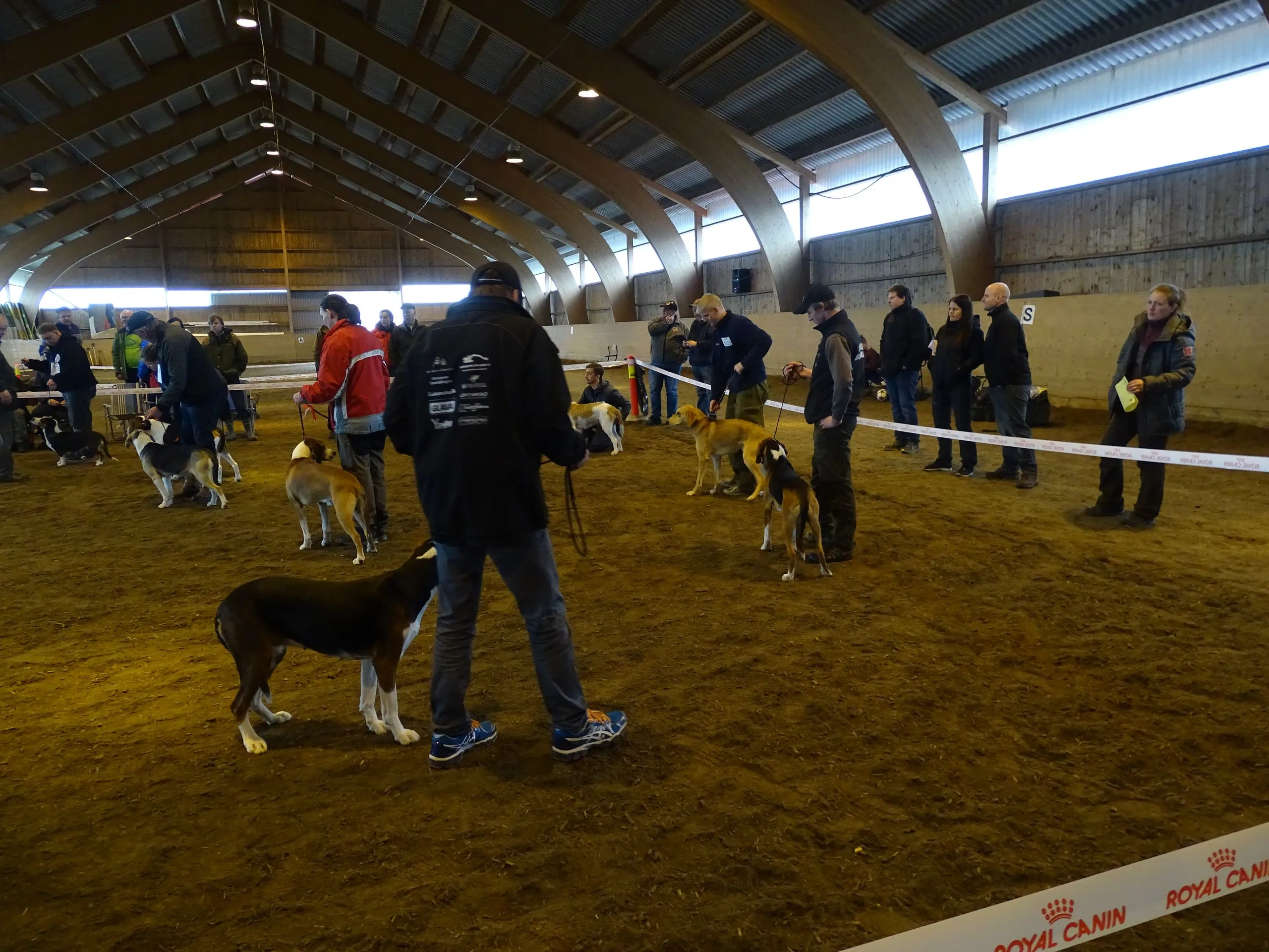 Hunder vurderes i BIS ringen