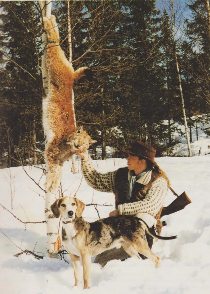 Dunkeren Hunter til Halkjelsvik på gaupejakt