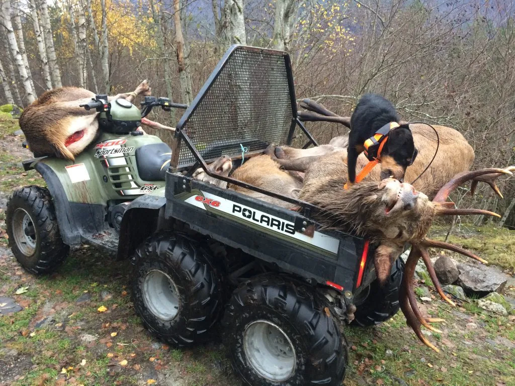 Tysk jaktterrier på hjortejakt, sitter på atv.