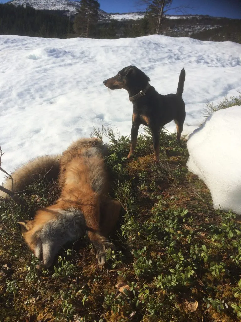 Tysk jaktterrier på revejakt