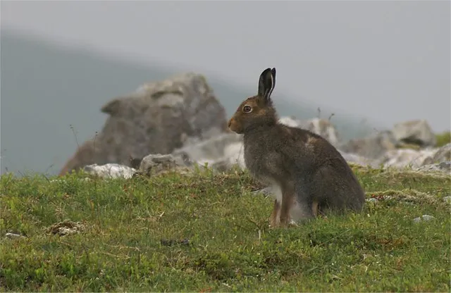 harejakt i finnmark harejakt i troms