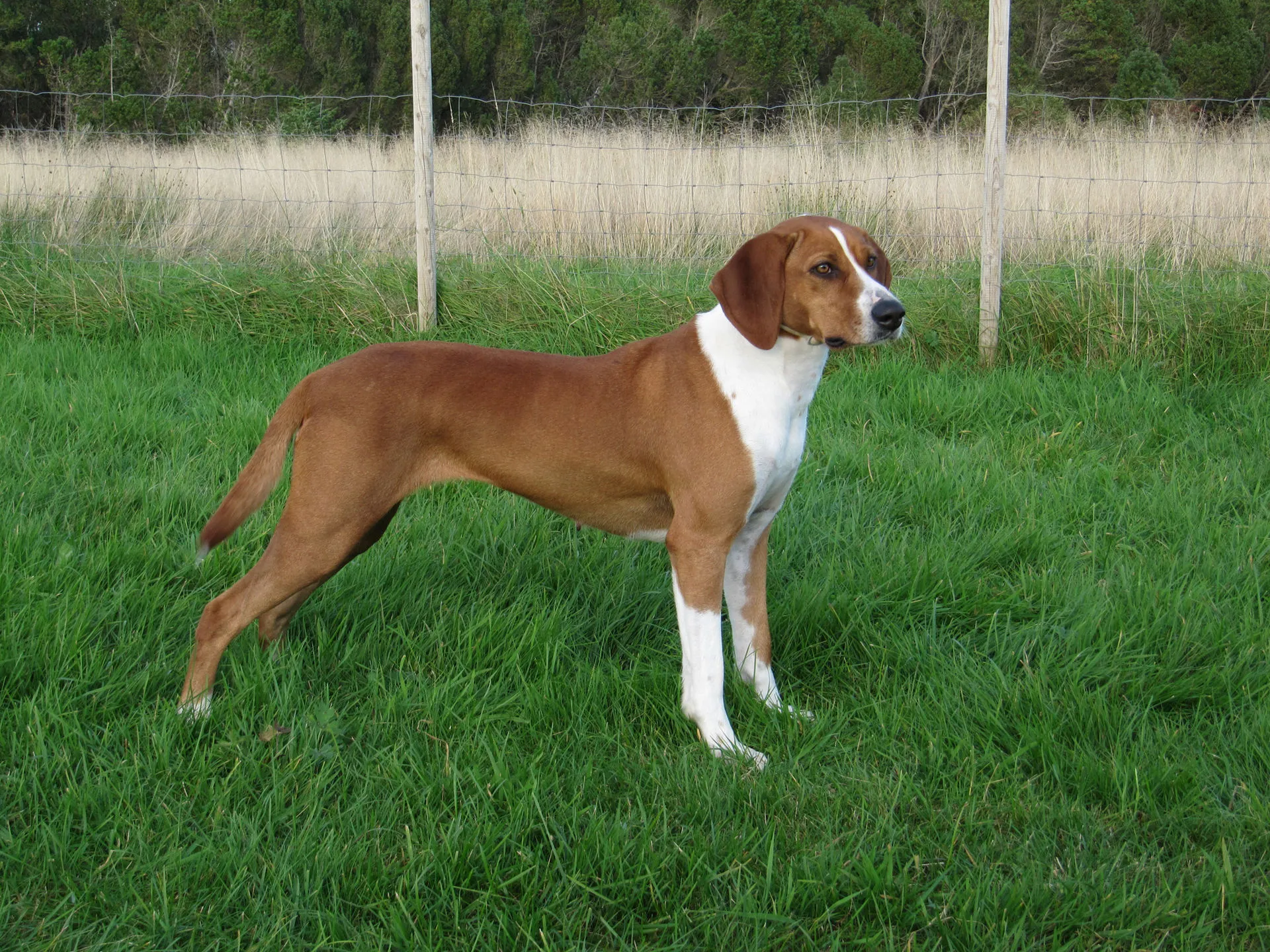 Norsk hygenhund