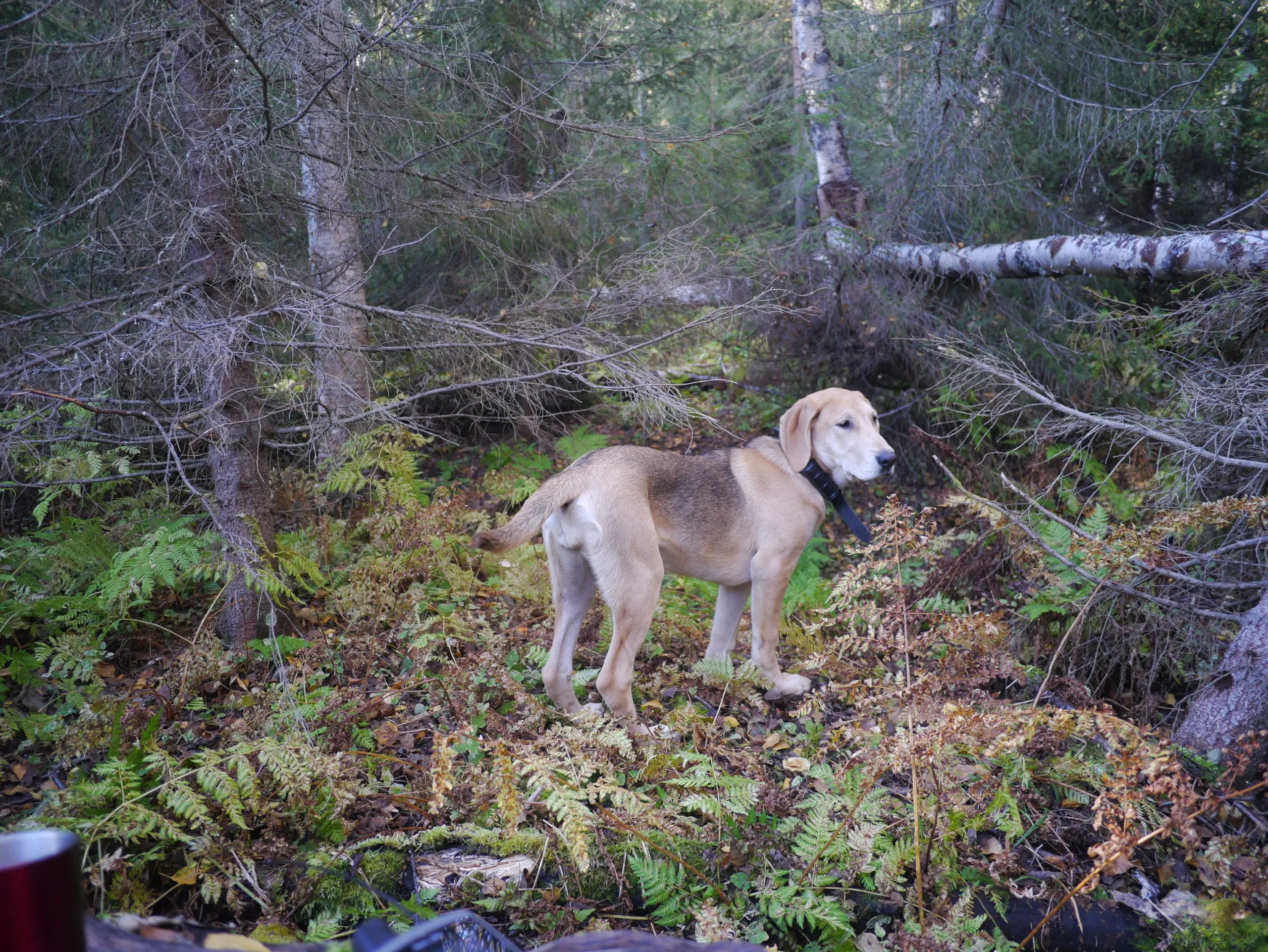Russerstøveren Biiga på skogstrening i 2013 september