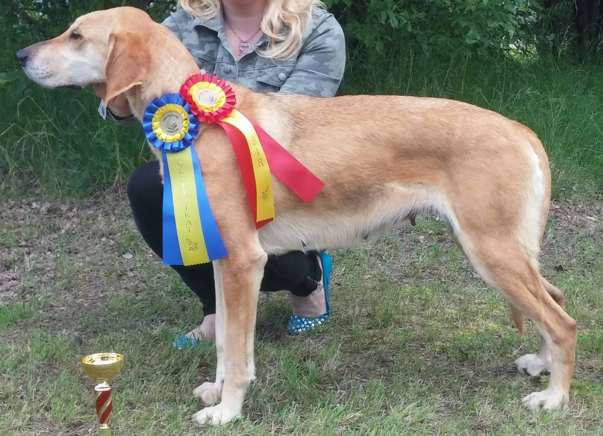 Riistakairan hund - premiert 1