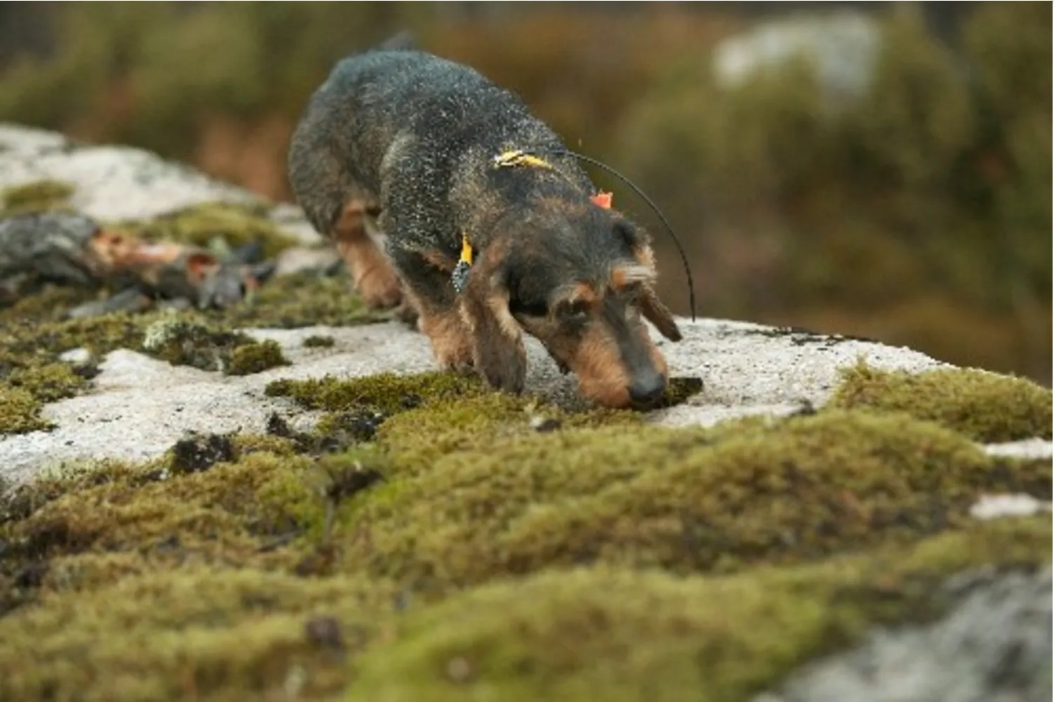 Dachs fra Kennel Råtassen på sporing