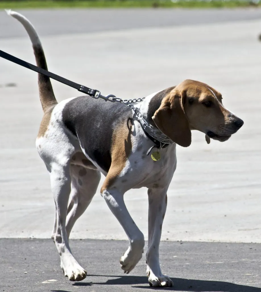 Treeing_walker_coonhound
