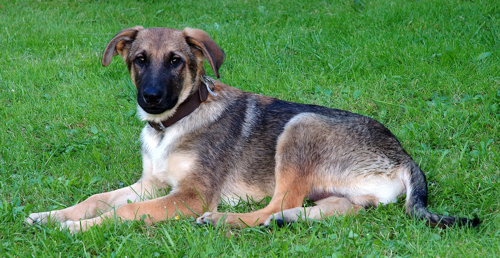 Blanding mellom hvit Schäferhund og vanlig Schäferhund