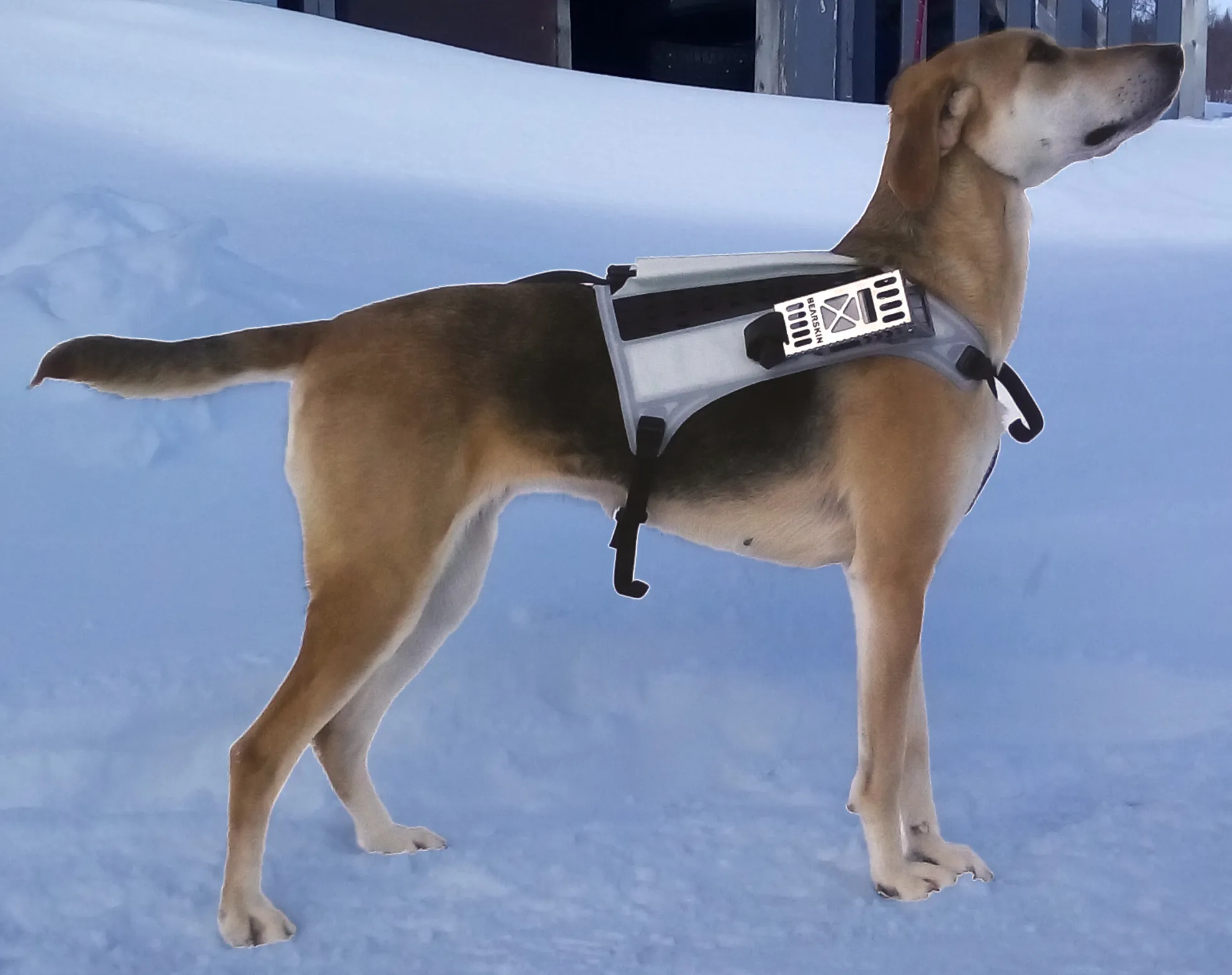 Russisk støveren Axa med Bearskin dogvest v2