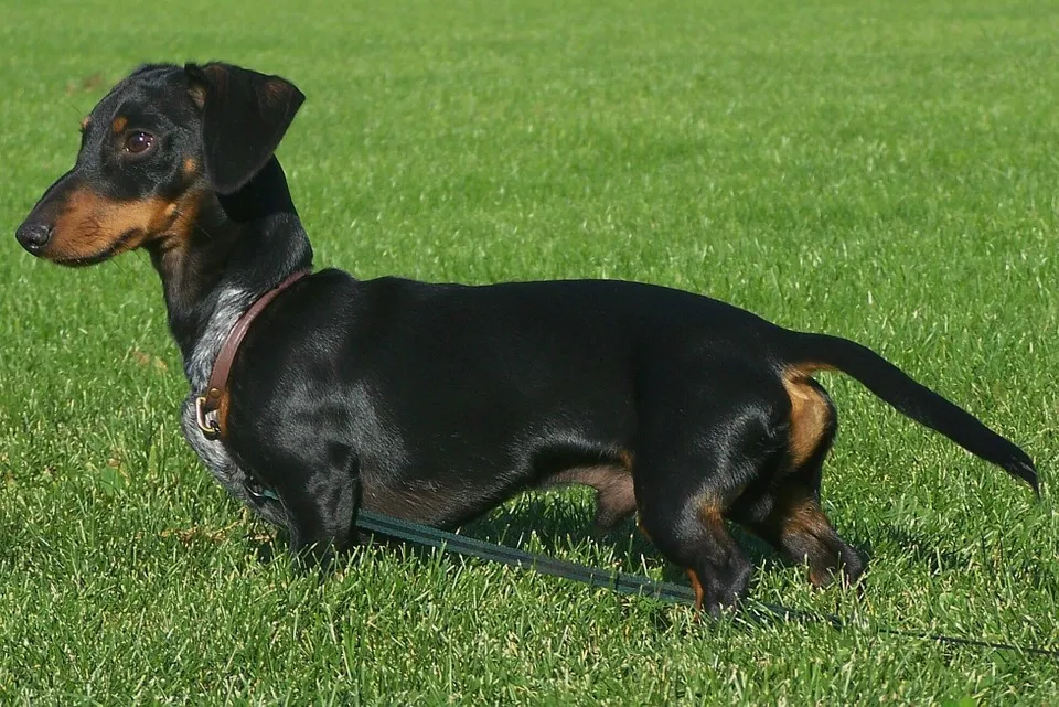 Korthårig Dachs