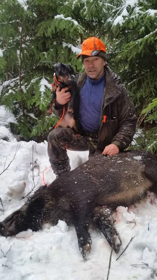 Jan Inge Skjerven på villsvinjakt med tysk jaktterrier