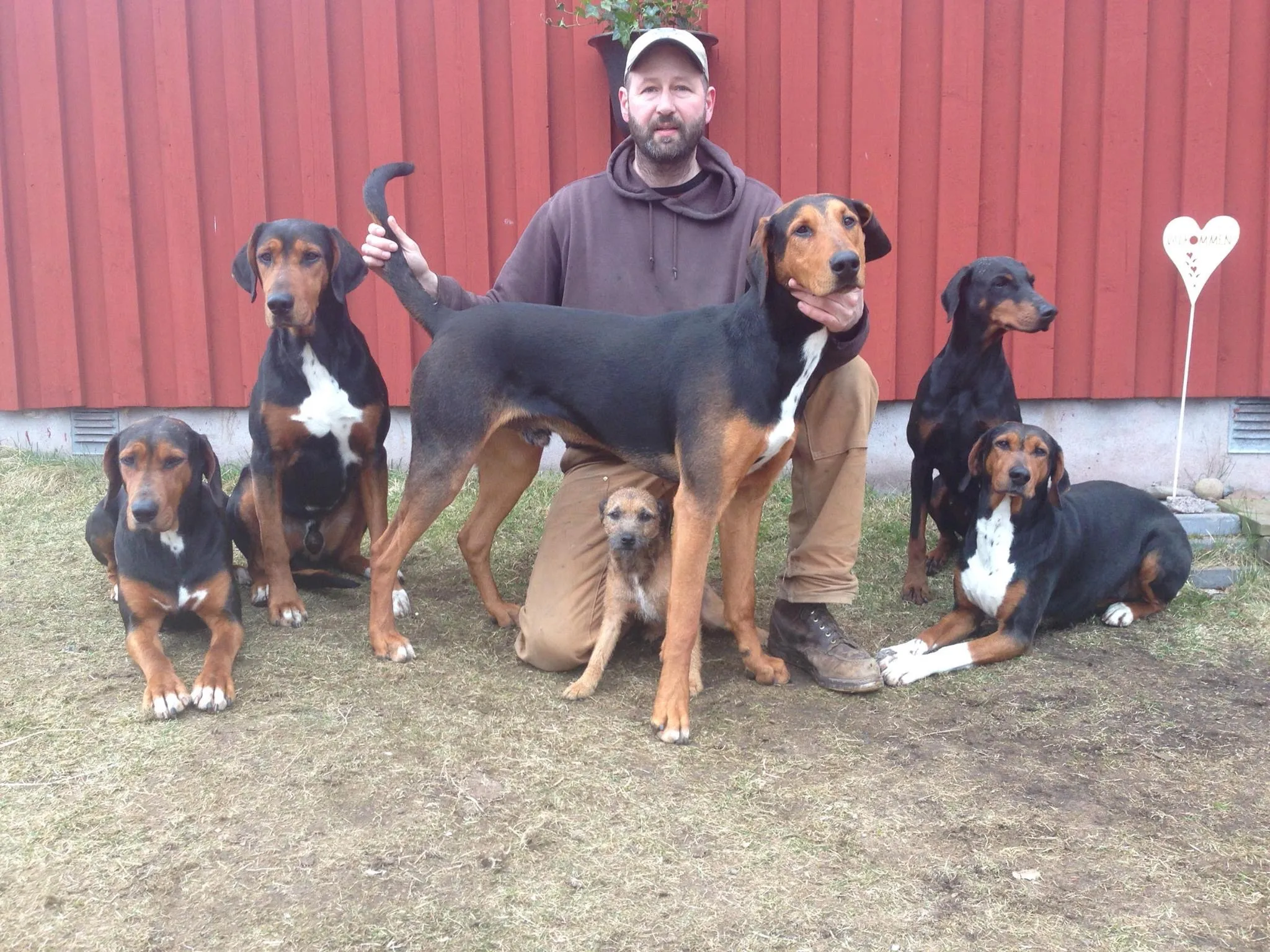 Doberman – et brutalt rykte blir mer brutalt