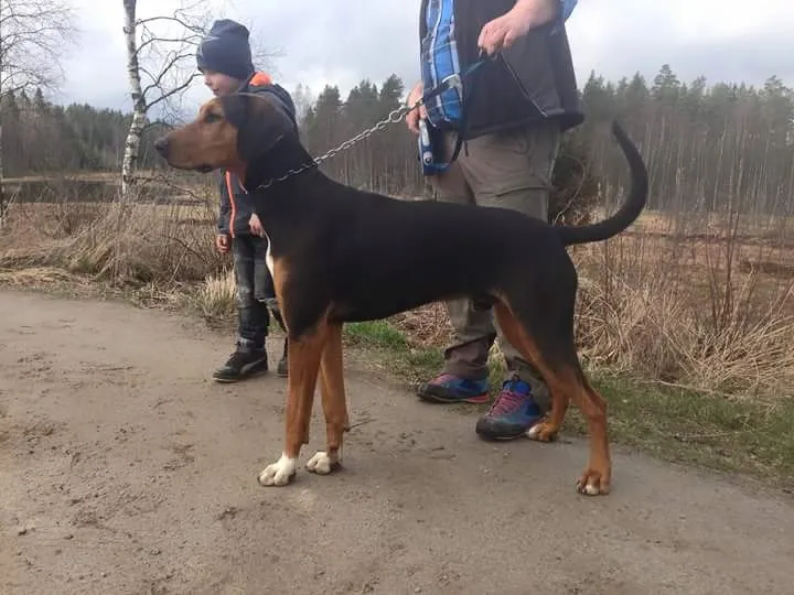 HolHound hank sammen med erik