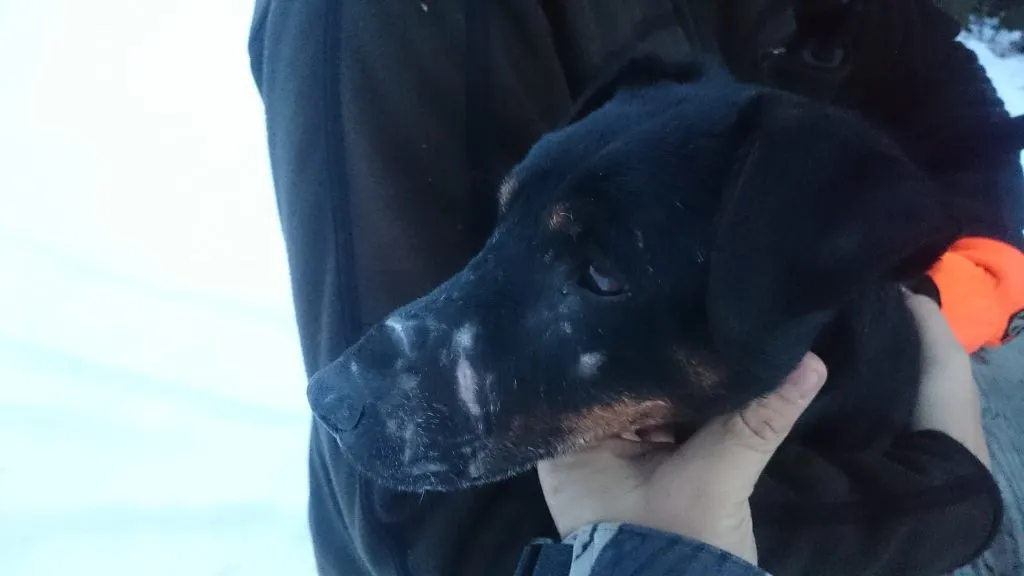 Tysk jaktterrier med arr på nesen