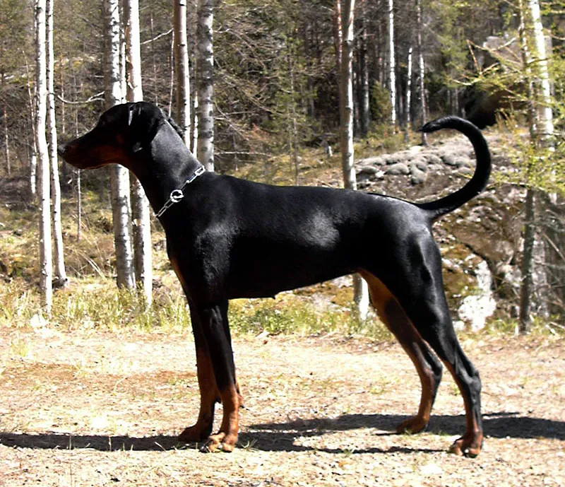 Doberman bilde fra wikipedia