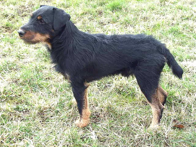 Tysk jaktterrier fra wikipedia