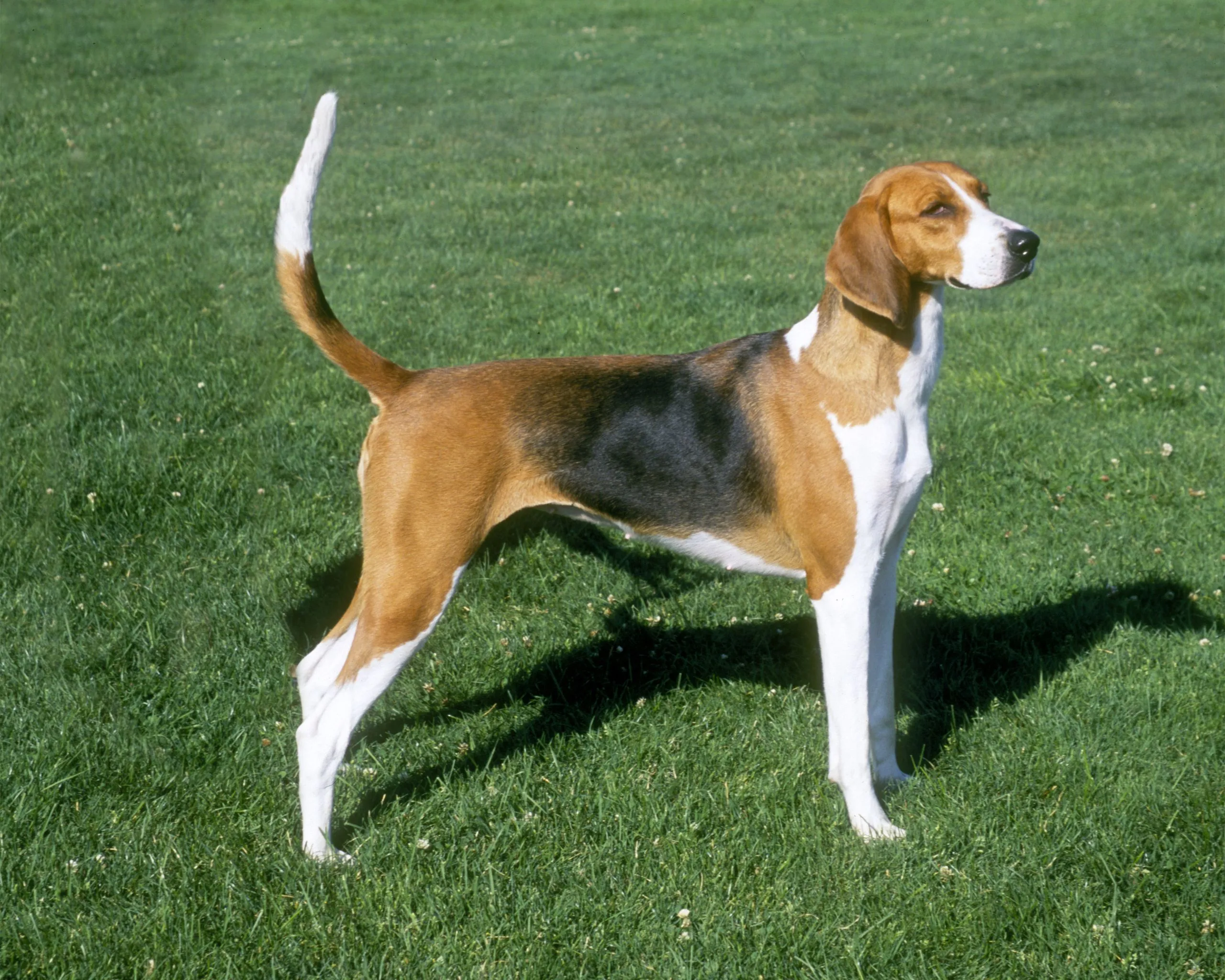 American foxhound