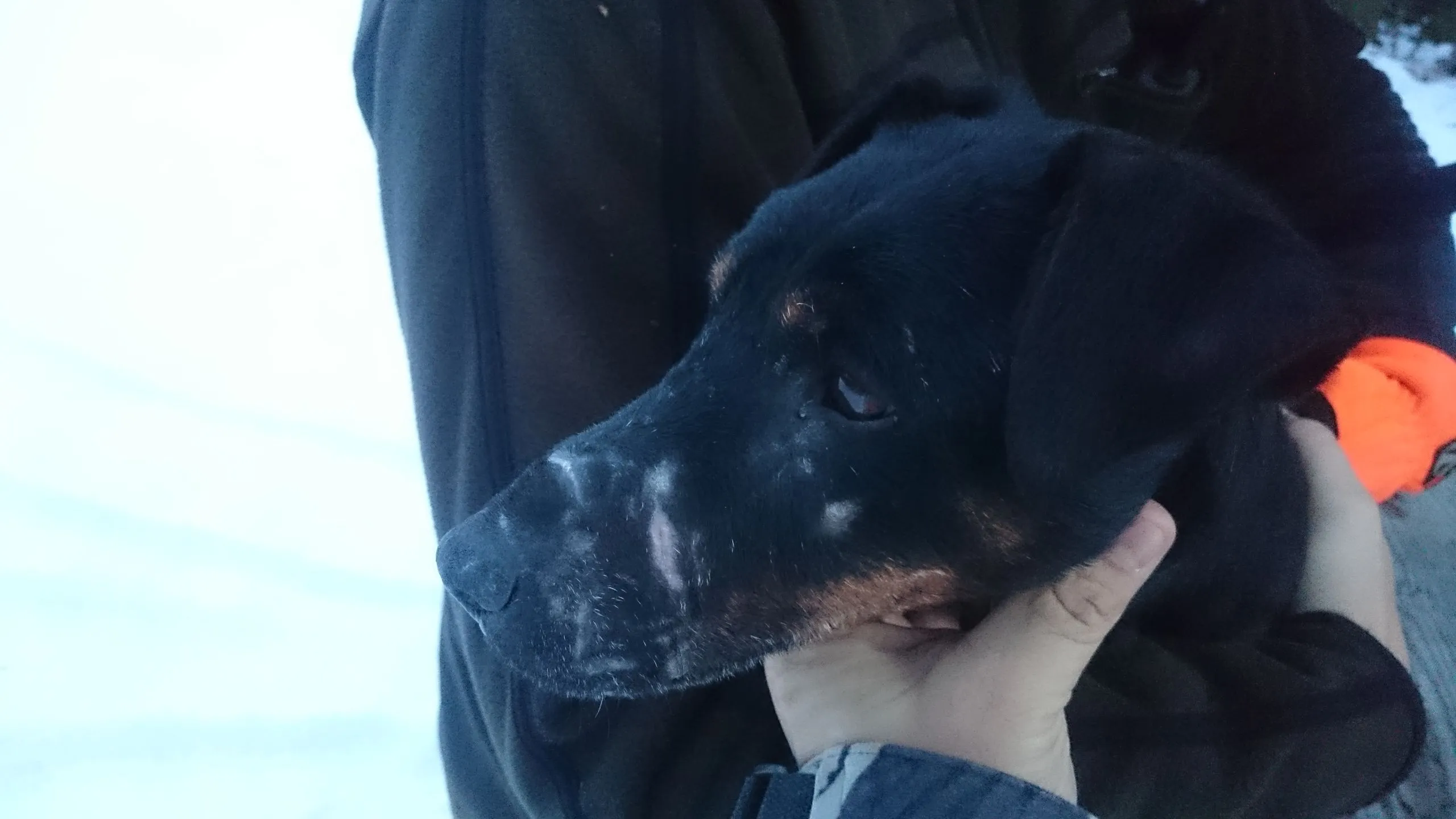 Tysk jaktterrier med arr på nesen