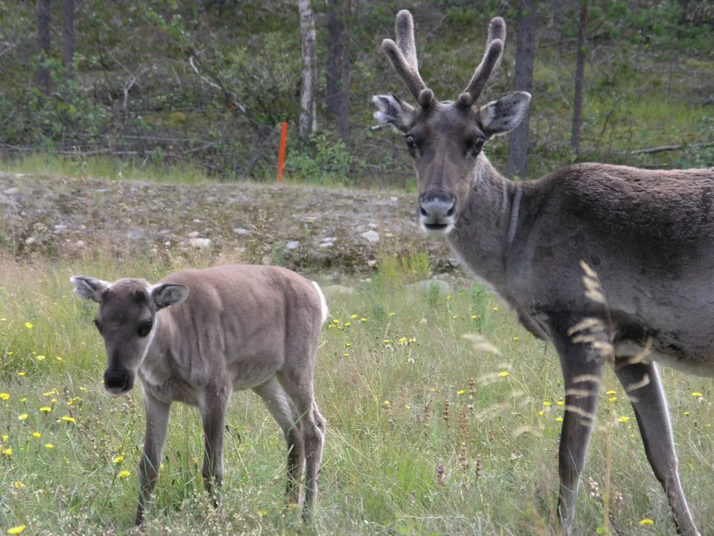 Reinsdyr med kalv ute i naturen