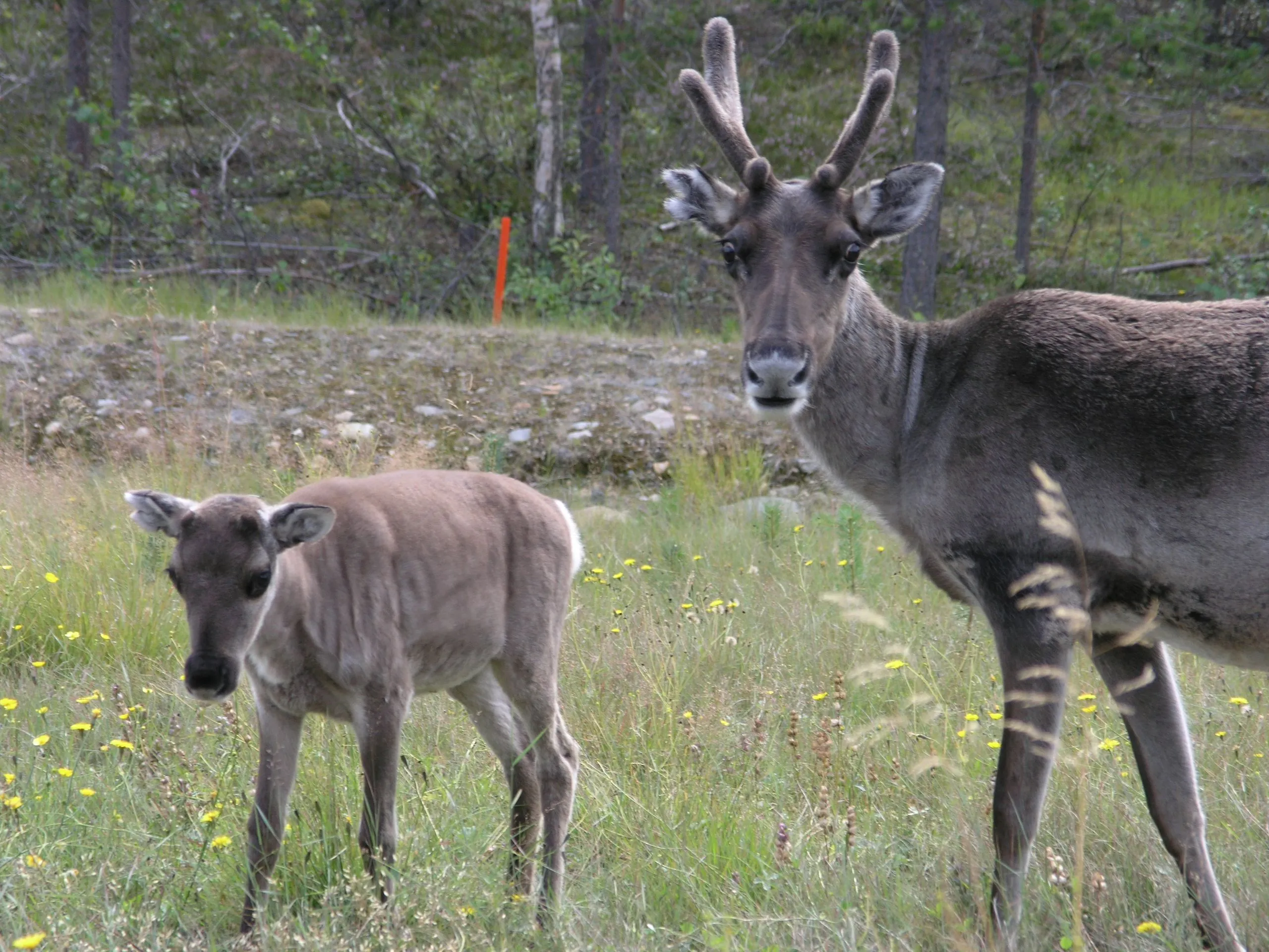 Reinsdyr med kalv ute i naturen