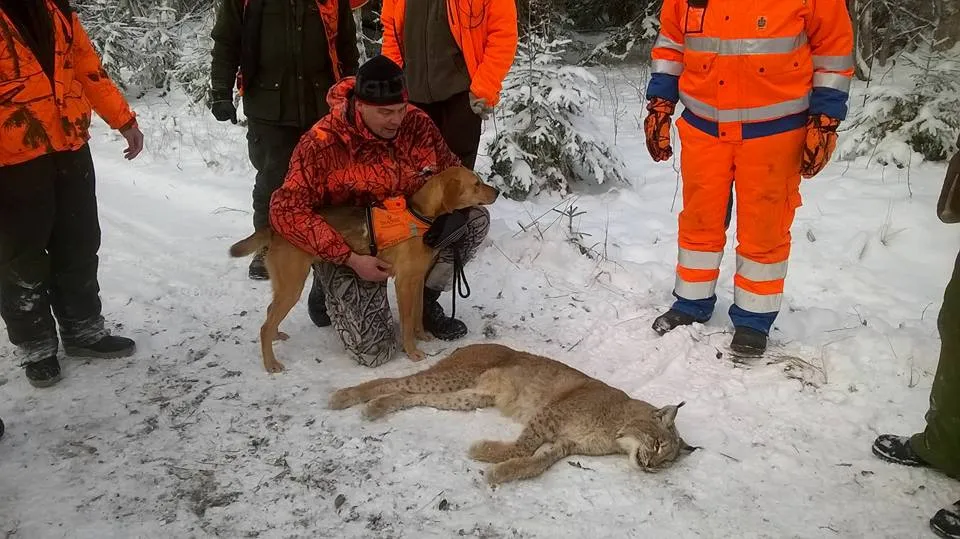 Riistakairan Kennel hund gaupe